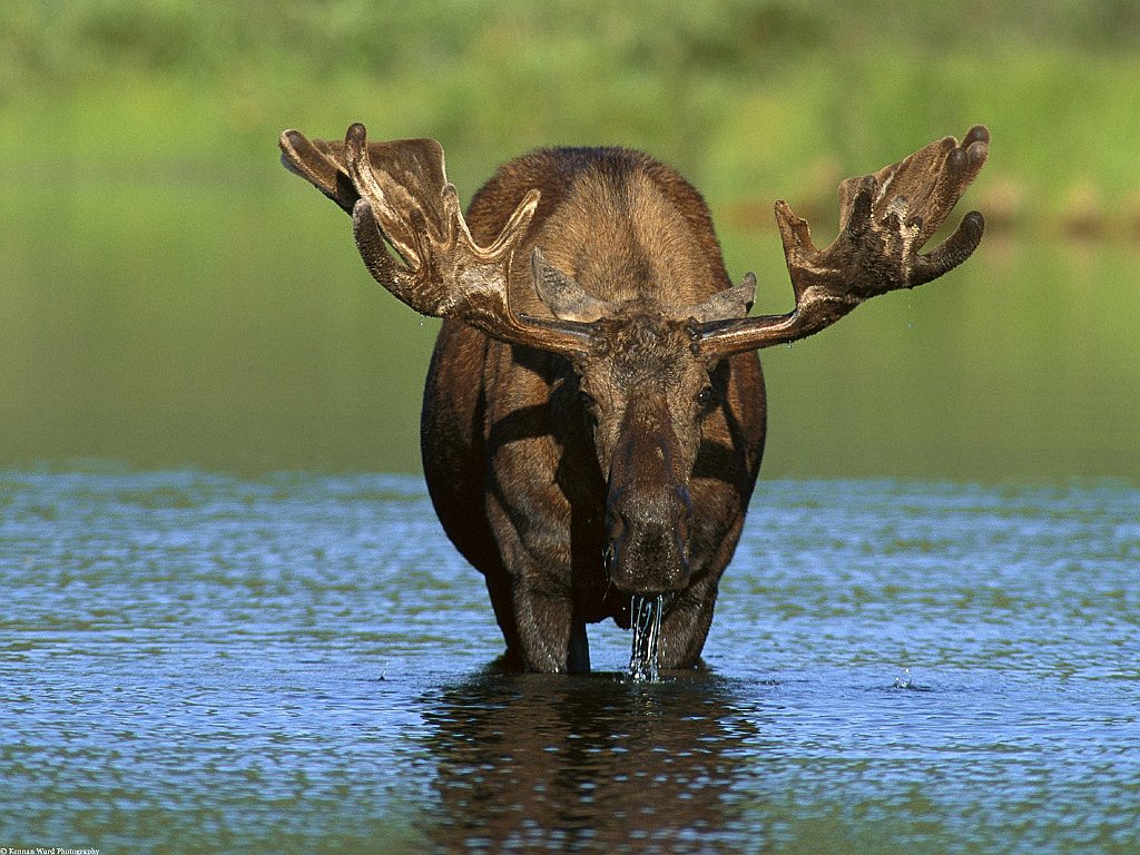 Bull Moose, Alaska